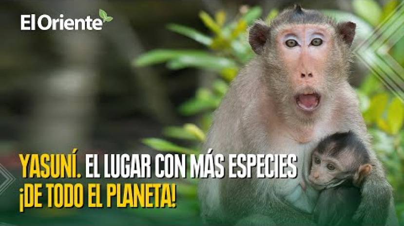 El Yasun&iacute; un laboratorio extraordinario para entender los ecosistemas m&aacute;s biodiversos del mundo.